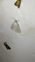 Lithostege farinata