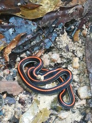 Calliophis intestinalis