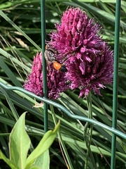 Sphex funerarius