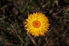 Xerochrysum subundulatum
