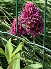 Sphex funerarius