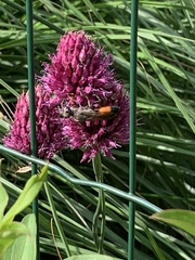 Sphex funerarius