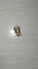 Acronicta geographica