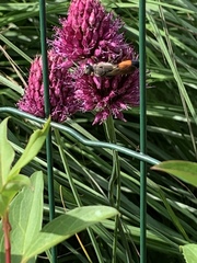 Sphex funerarius