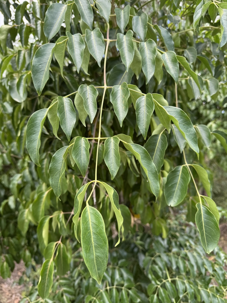 Polyscias elegans - council-listed tree