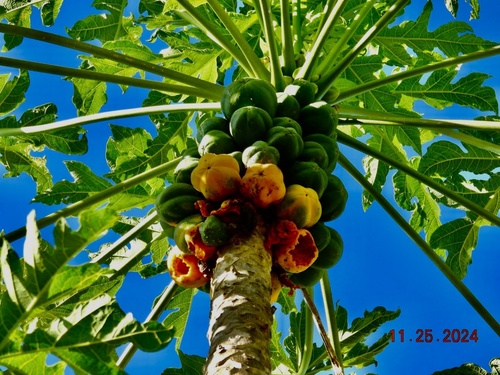 Carica papaya