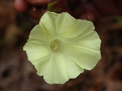 Camonea vitifolia