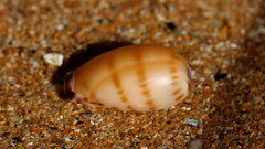 Notocypraea comptonii