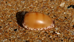 Notocypraea comptonii