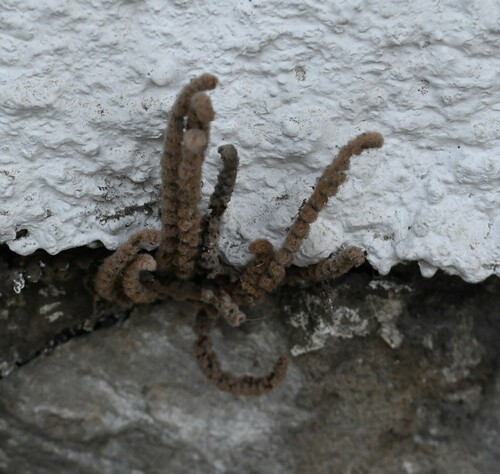 Image of Cosentinia vellea by (c) Kian Hayles-Cotton, some rights reserved (CC BY)