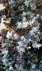 Syncarpha argyropsis