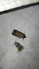 Lygephila ludicra