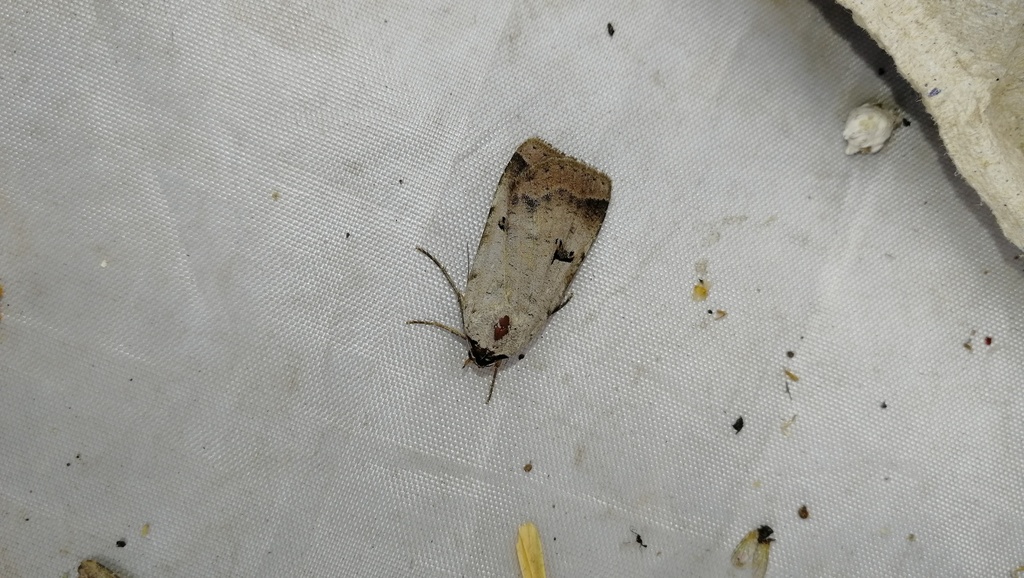 Lygephila lubrica