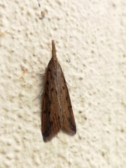 Schoenobiinae