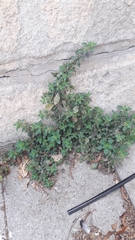 Parietaria judaica