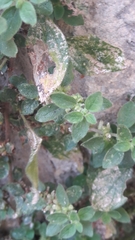 Parietaria judaica