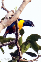 Euphonia rufiventris