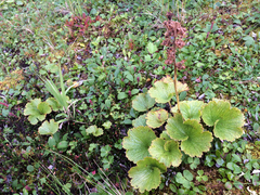 Boykinia richardsonii