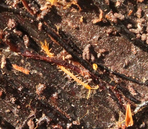Cryptopidae
