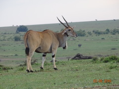Tragelaphus oryx pattersonianus
