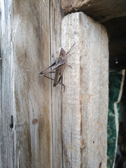 Platycleis intermedia