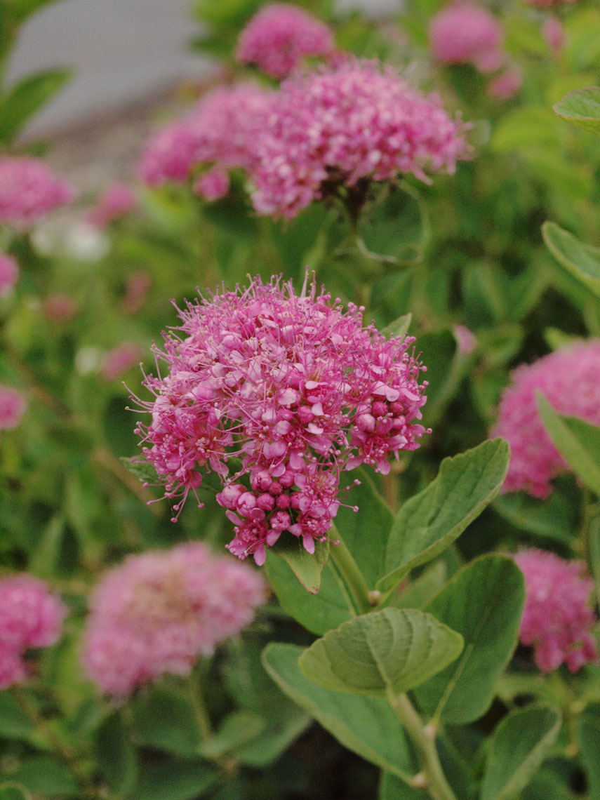Spiraea splendens var. splendens