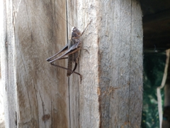 Platycleis intermedia