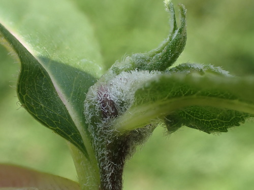Contarinia aequalis
