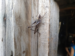 Platycleis intermedia