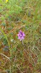 Dactylorhiza fuchsii psychrophila