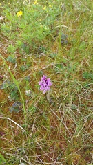 Dactylorhiza fuchsii psychrophila