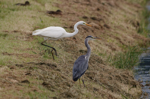 Great Egret, Aartswoud, Netherlands, photo 8 of 10