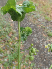 Aphis fabae solanella
