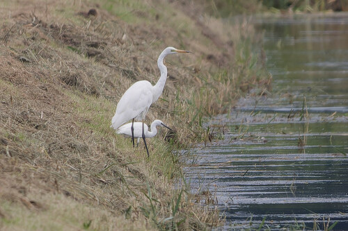 Great Egret, Aartswoud, Netherlands, photo 6 of 10