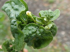 Aphis fabae solanella