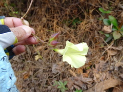 Camonea vitifolia