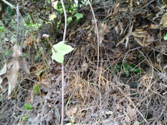 Camonea vitifolia