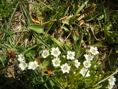 Gentiana leucomelaena