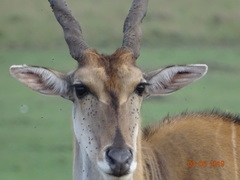 Tragelaphus oryx pattersonianus