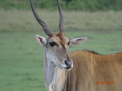 Tragelaphus oryx pattersonianus