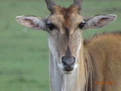 Tragelaphus oryx pattersonianus