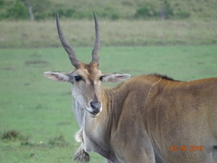 Tragelaphus oryx pattersonianus