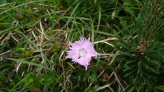 Dianthus sternbergii