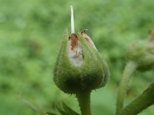 Dasineura symphyti