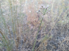 Allium lineare