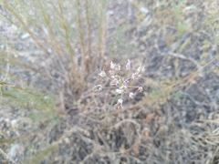 Allium lineare