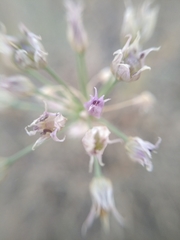 Allium lineare