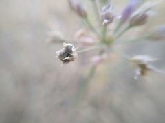 Allium lineare