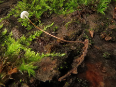 Rhizomarasmius setosus