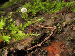 Rhizomarasmius setosus